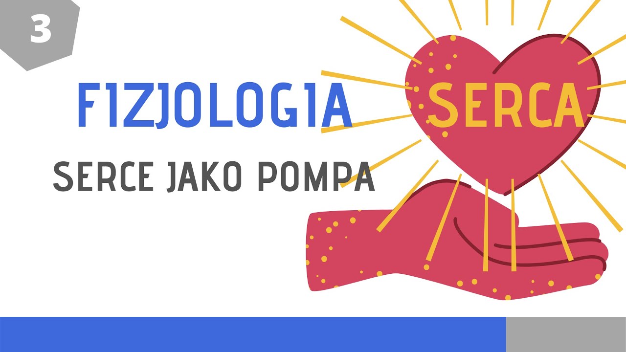 Fizjologia układu krążenia cz. 3: Serce jako pompa — Transcript