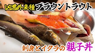 凶悪外来種ブラウントラウトの刺身とイクラの親子丼