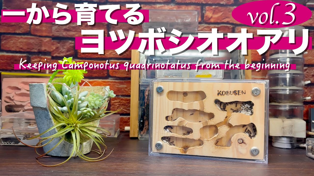 太陽に蟻 Keeping Camponotus quadrinotatus from the beginning vol.3 ~Until