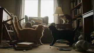 Real Cat Fight Caught On Camera Loud Meowing & Action-Packed Battle