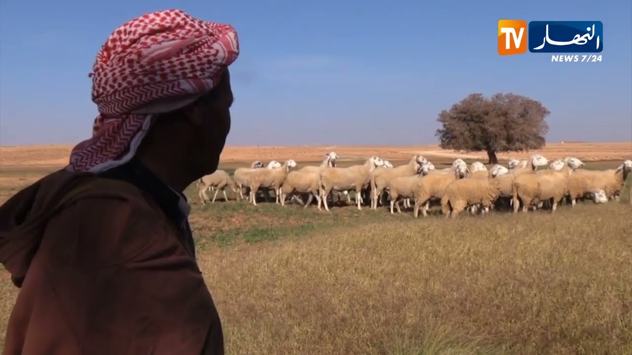 الجلفة / تحضير الخرفان قبل عيد الأضحى  .. هذه هي الطريقة المعتمدة من طرف الموالين