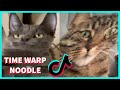 TIME WARP NOODLE WITH CATS COMPILATION