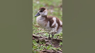 ربنا انك تعلم مانخفي ومانعلن| سورة إبراهيم|القارئ فارس عباد|