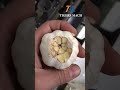 Garlic root cutting machine industrial concave cut roots garlic processing