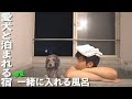 🐶愛犬と泊まれる宿で会席料理を食べて一緒にお風呂に入ったら最高でした。【トイプードル】