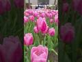 Tulips at Keukenhof: A peaceful Spring Meditation in 4K 🌷