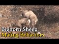 Surprising Facts about Bighorn Sheep(Ovis canadensis) Mating Behaviors | Real Mating Footages