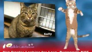 Single Kitties/NYC Purrsonals  Anjellicle Cats Rescue