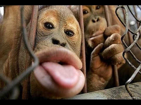Video: Mikä on apinan vastakohta?
