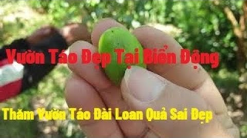 Thăm Vườn Táo Đài Loan Quả Sai Đẹp Vụ 2021 Tại Biển Động l Nui Doi Luc Ngan 98