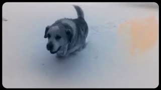 Bj Snow Dog