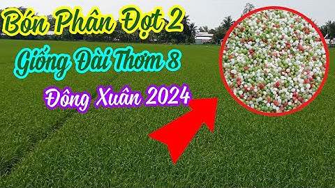 Vụ đông xuân là cây gì và thời gian nào