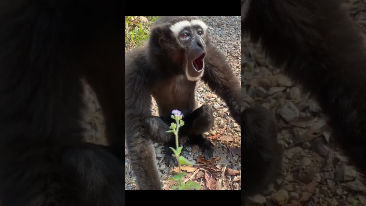 Awesome this gigantic and fearless elephant confronts lions