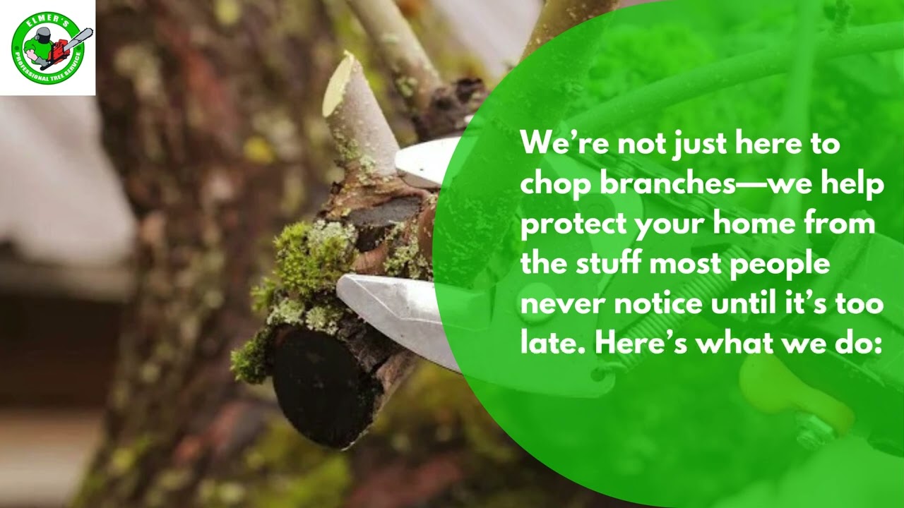 Professional Tree Service in Pasadena, Maryland | Elmer's Tree Services