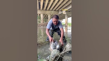 Cá Lớn - bắt Cá Rô Phi Khủng mắc kẹt bằng nồi 😱 #khacthuyvlogg