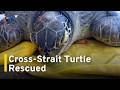 Sea Turtle Rescued in Changhua With Chinese Tracker Attached|TaiwanPlus News