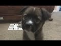 Potty trained easy and fast! Being consistent will help train puppy quickly Potty trained easy and fast! Being consistent will help train puppy quickly