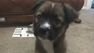 German Shepherd pitbull mix easy to potty train