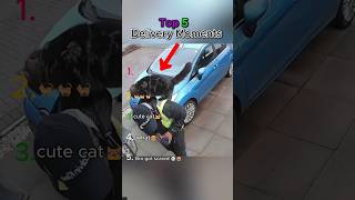Top 5 Delivery Man vs Angry Dogs 🐶#tiktok #funny #viral#aesthetic#shorts#delivery #dog@mugiranks ‬