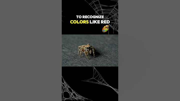 What Colors Do Jumping Spiders See?