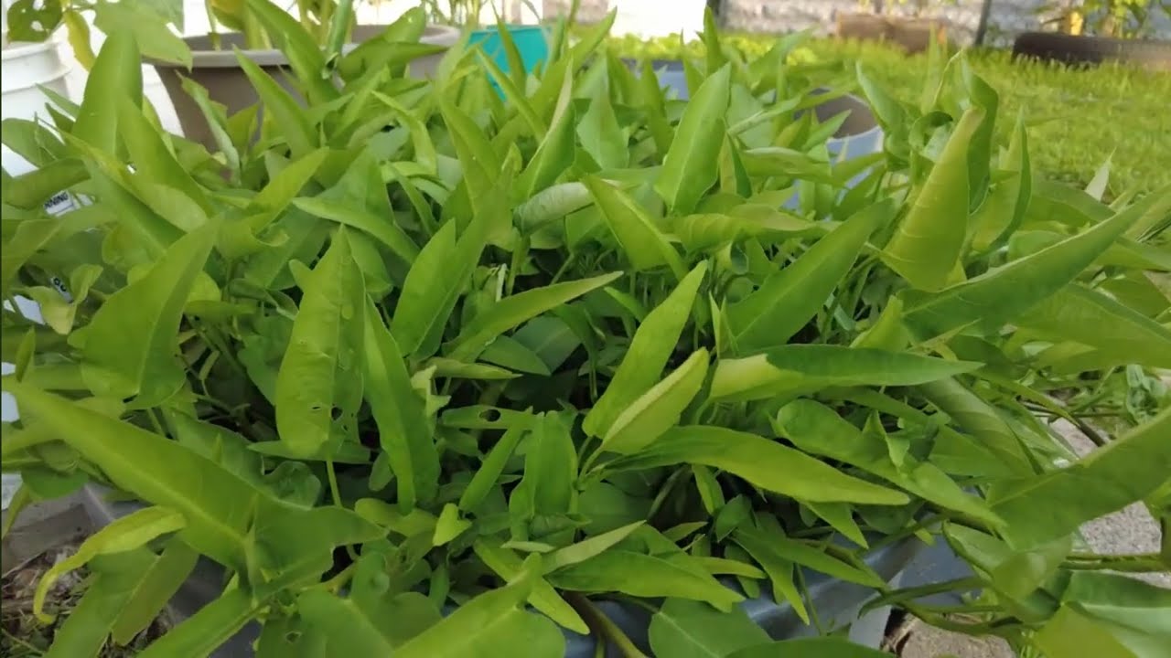 အိမ်မှာအလွယ်ကူဆုံးကန်စွန်းရွက်စိုက်နည်း