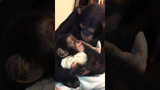 Vali The Chimp Meets Our Little Man Limbani In 2017.