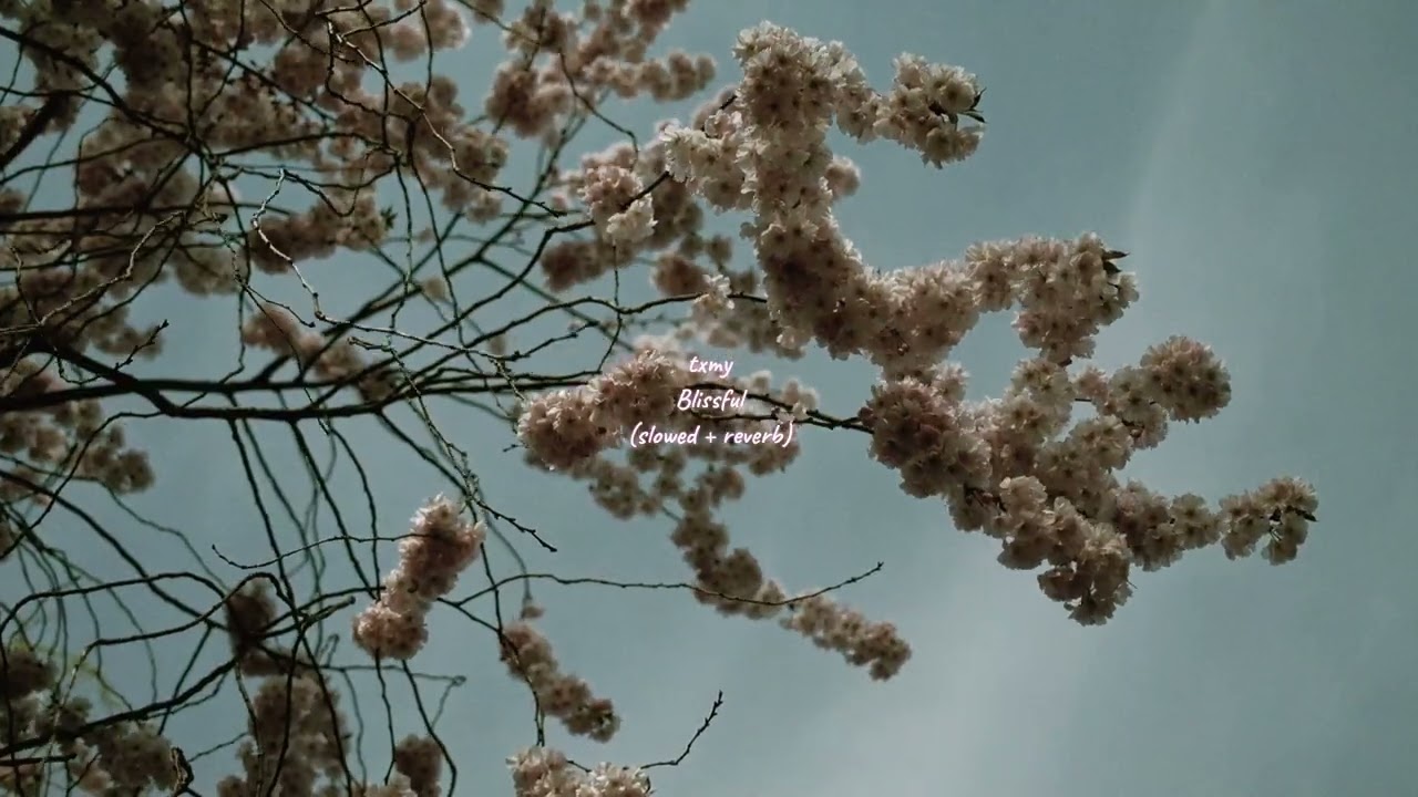 txmy – Blissful | slowed + reverb adlı videoyu YouTube'da izle txmy – Blissful | slowed + reverb adlı videoyu YouTube'da izle