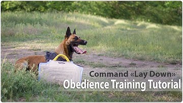Obedience Training. Command "Lie Down"