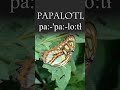 Nahuatl word of the week 32 papalotl butterfly 