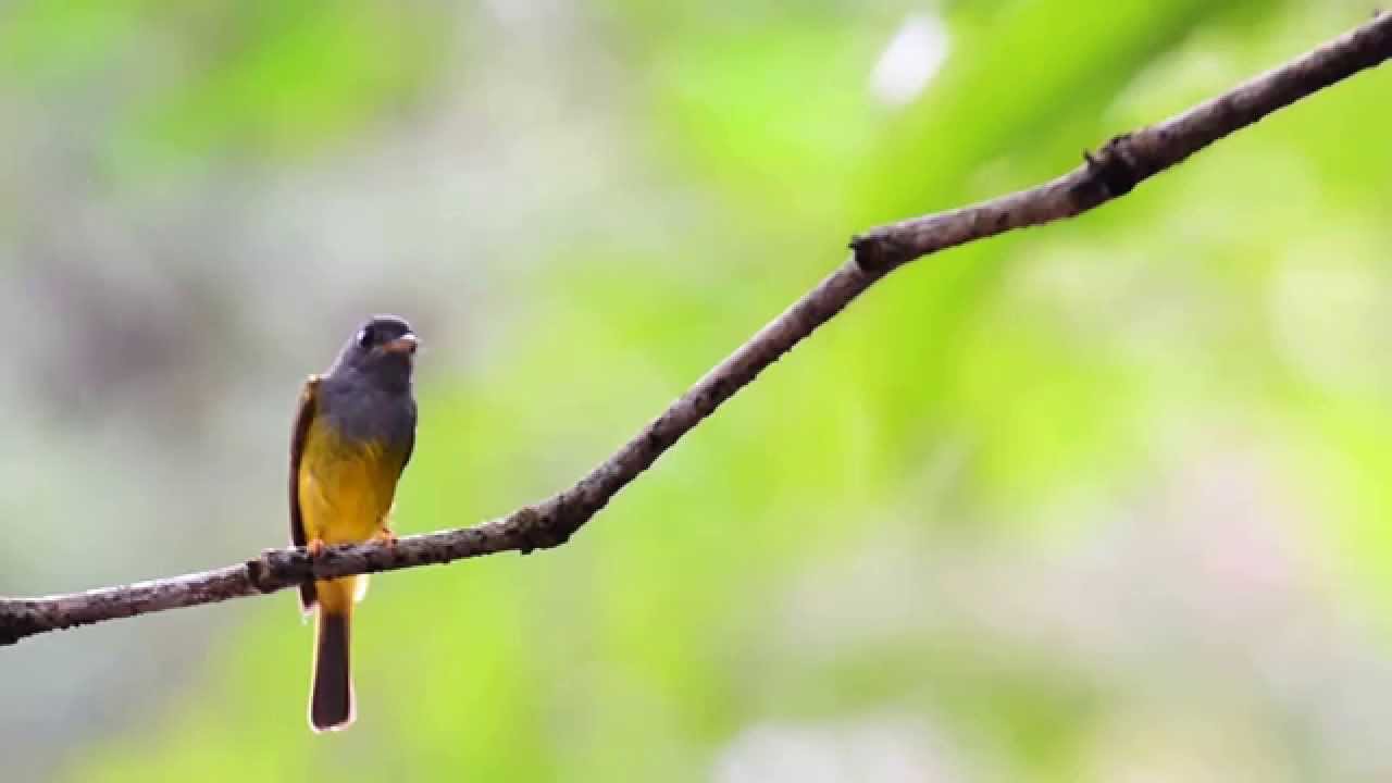Grey headed Canary flycatcher - YouTube