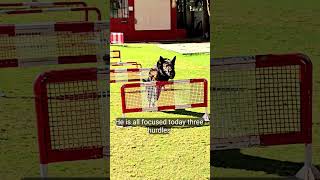 dog training videos 📹 #dog #viral #trending #ytshorts #youtube #funny #viral