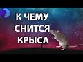 К чему снится крыса? Крыса во сне 😴 Сонник 😴 Толкование снов 😴