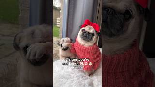 3 signs you actually are a PUG! (part 2) 🐶😂🙌🏼 #pug #dog #funny