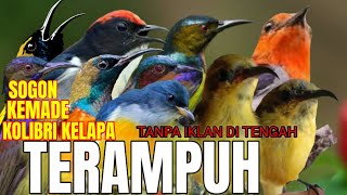 SUARA PIKAT BURUNG KEMADE,SOGON,KOLIBRI KELAPA RIBUT PALING AMPUH (@Dyonkicau )