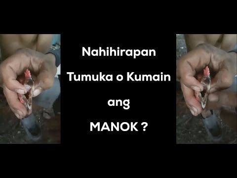 Video: Ang Mga Rolyo Ng Manok Na May Bigas, Pine Nut, Almonds At Pasas