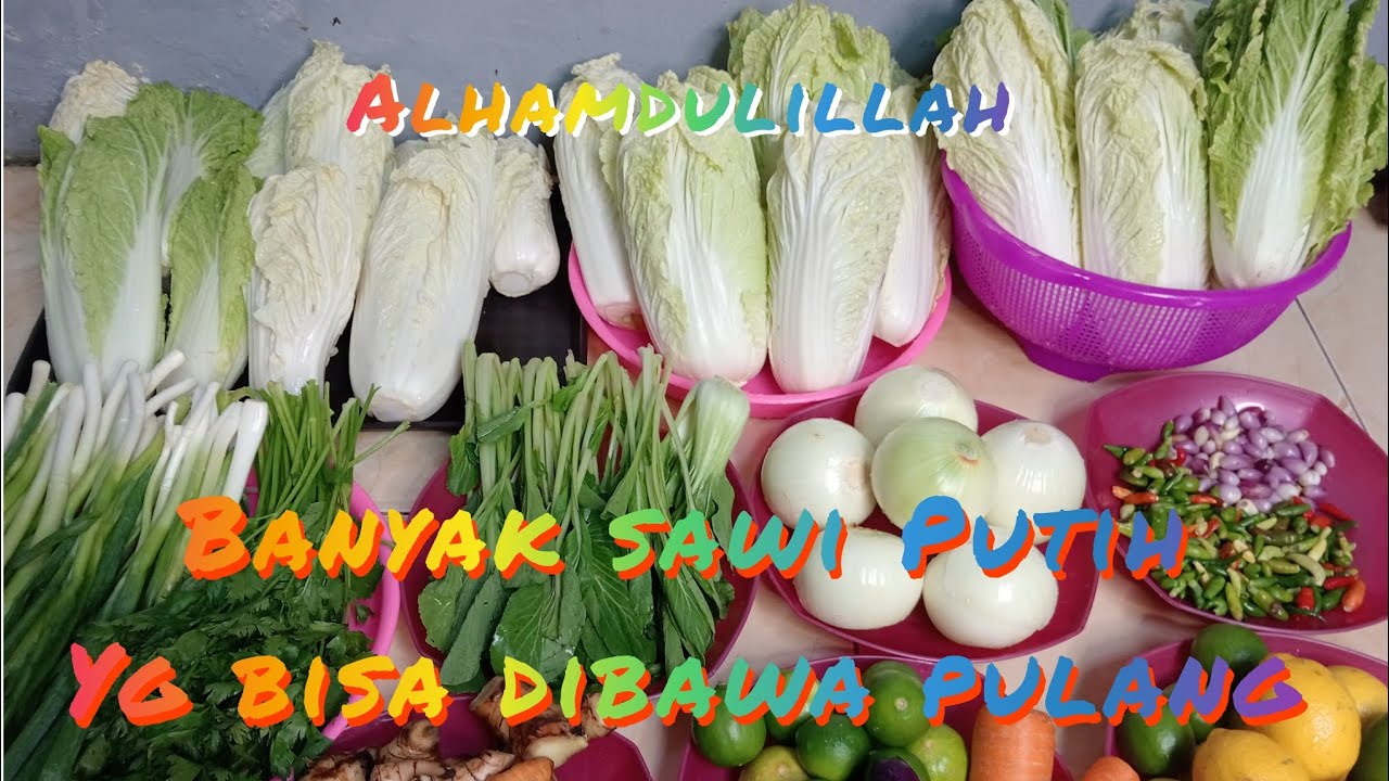 Alhamdulillah Hasil Mulung nya melimpah, banyak Sawi Putih yg bisa dibawa pulang 🥰🥰