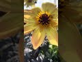 Can you spot the honeybee covered in pollen #tinypollinator #beautifulnature #calm #beautyeverywhere