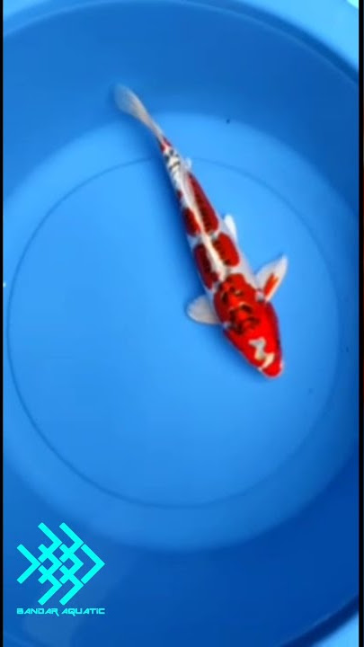 Ikan Koi Kiko Grade A - Ikan Koi Super