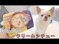 初めてクリームシチューを食べた犬の反応がコチラ