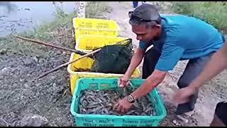 Panen Udang Meningkat setelah Menggunakan Eco Feed dari PT.BEST