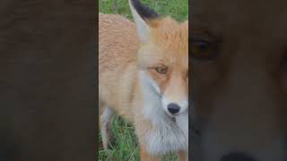 Why Foxes Are So Cunning - Nature's Smartest Tricksters Explained