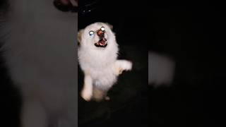 Night vision on🫥#viral #dog #pets #trending #ytshorts #cute