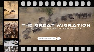 The Great Migration: Witness Nature’s Greatest Show on Earth | Melanated Safaris