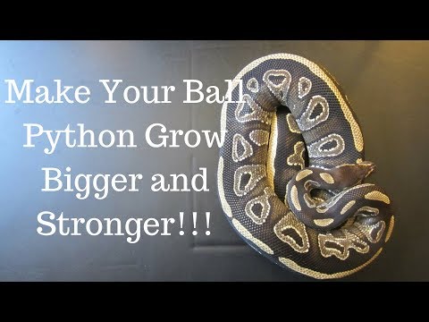 Wideo: Ball Python - Pyton Królewski Gady Rasy Hipoalergiczny, Zdrowy I Długowieczny