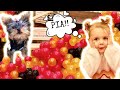 HUNDREDS of balloons dropped on tiny 2 lb Yorkie | GoPro on dog! | Ultimate Puppy Birthday Party!