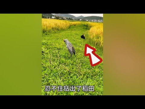 被“靡靡之音”，迷惑的稻田鸡！ #动物鸟世界 #野生动物零距离 - YouTube