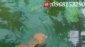 Nguyên Nhân Ốc Chết Sau Mưa Và Cách Khắc Phục . TT Ốc Bươu Đen ST