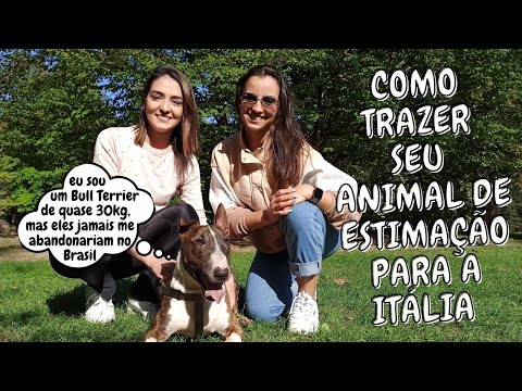 Vídeo: Pet Sitter ou Embarque: um veterinário assume as escolhas para o seu animal de estimação