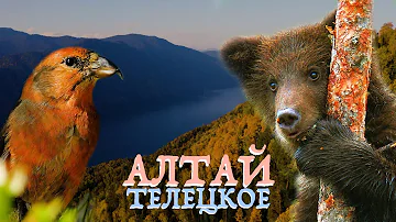 Алтай заповедный: озеро Телецкое | Film Studio Aves
