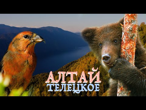 Video: Altai Eliksiir - Kasutusjuhised, ülevaated, Hind, Koostis